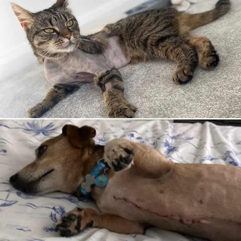 Two Huge Masses Removed From Cat And Dog Just Hours Apart