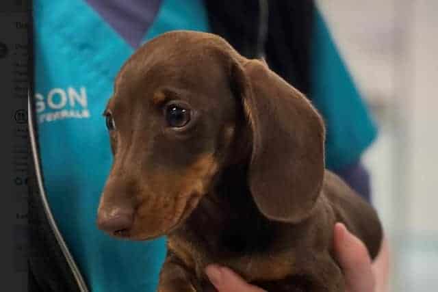 Tiny Puppy's Broken Heart Fixed In World-leading Surgery