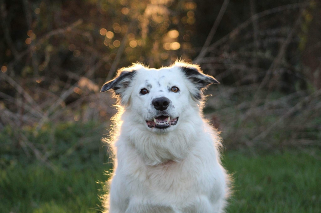 Lame Agility Dog Back On All Paws Thanks To Burton Animal Hospital