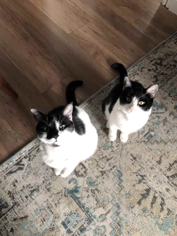 Happy Ending As Brotherly Love Saves Feline From Devastating Condition