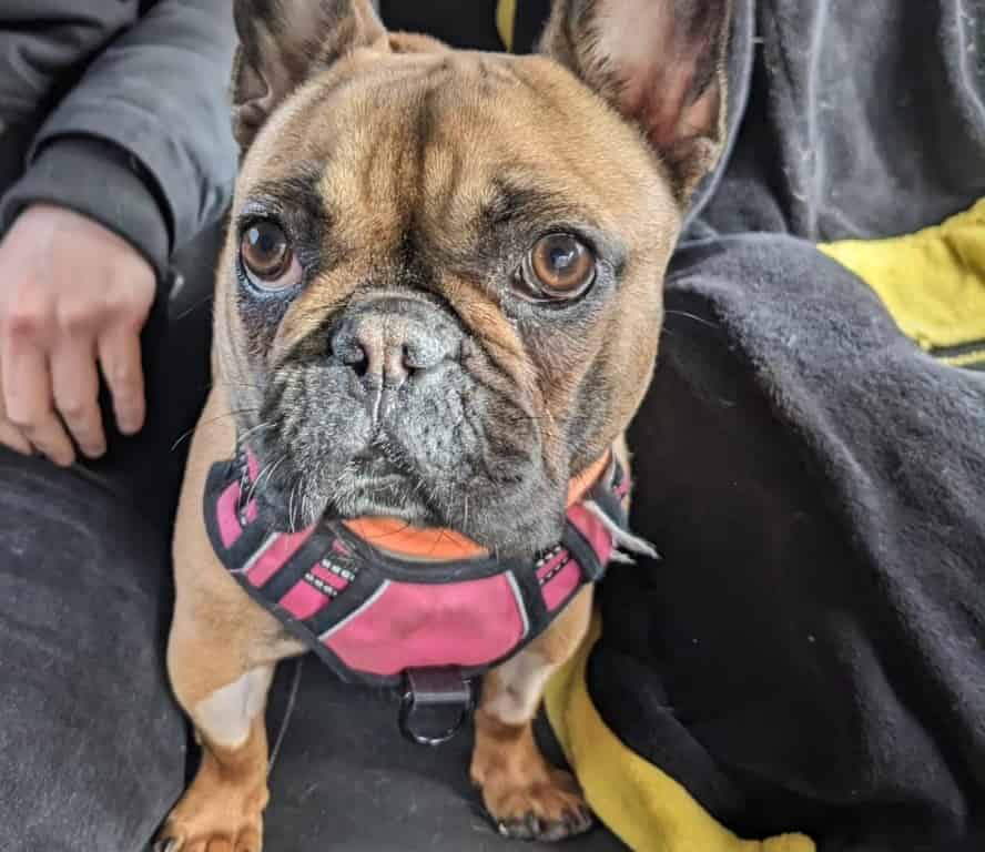 Pioneering Multidisciplinary Approach Saves Beloved Puppy