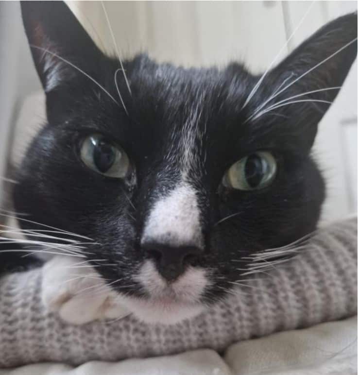 Cat Back To Full Health After Specialist Hampshire Vets Remove Brain Tumour