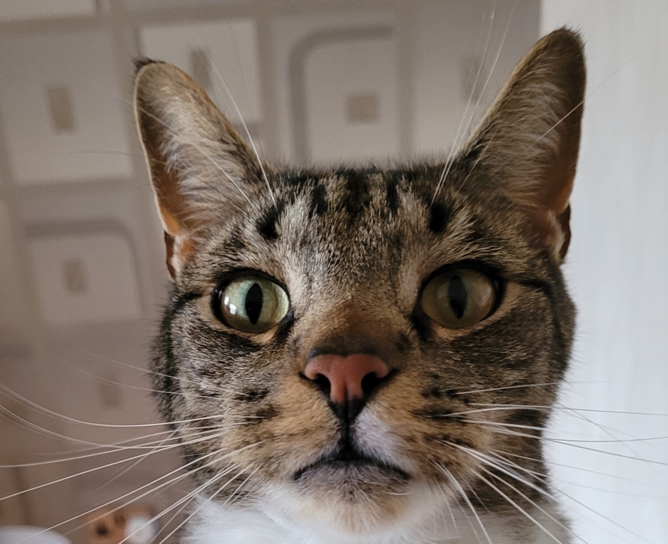 Yorkshire Animal Hospital Saves Cat With Extremely Rare Heart Condition