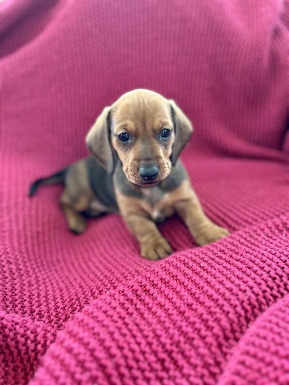 Dachshund Pup Named After Hero Vet Who Saved His Mum