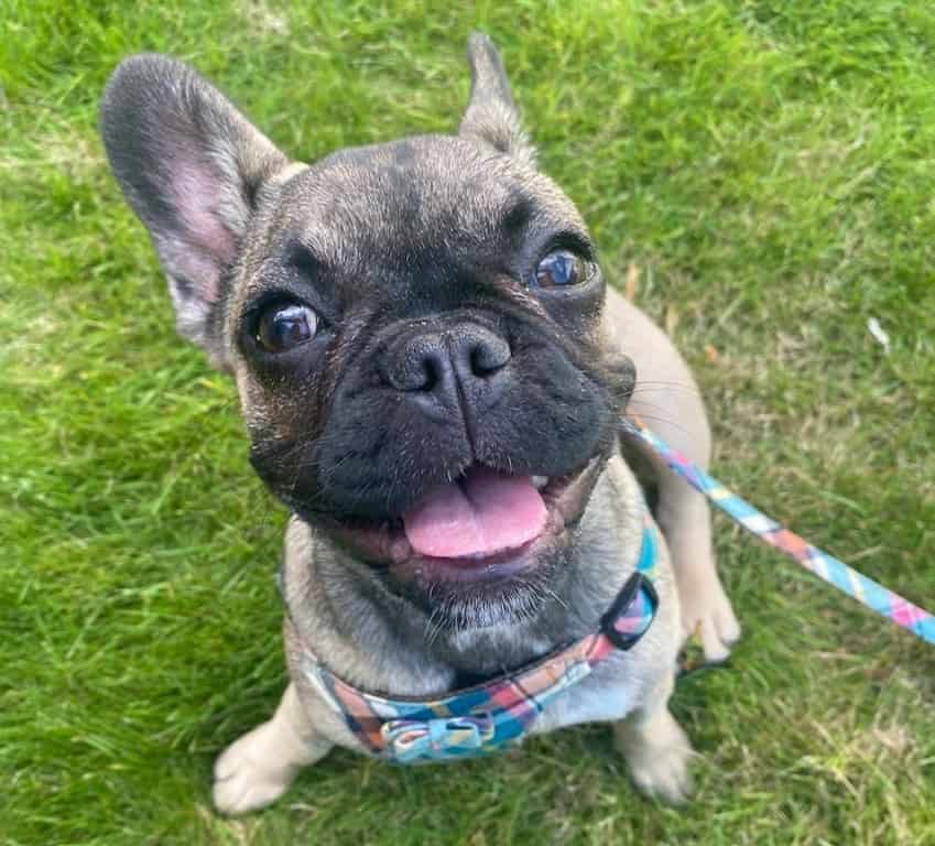 Sheffield Vets Mend Rescue Puppy Minnie's Broken Heart After PDA Diagnosis