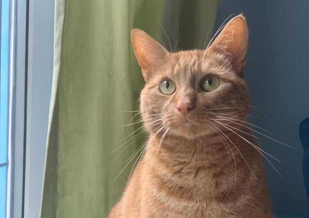 Ground-breaking Treatment Saves Cat From Deadly Virus