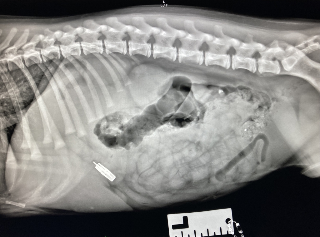 NDSR Phishes Out Byte-sized 21st Century Stick Injury