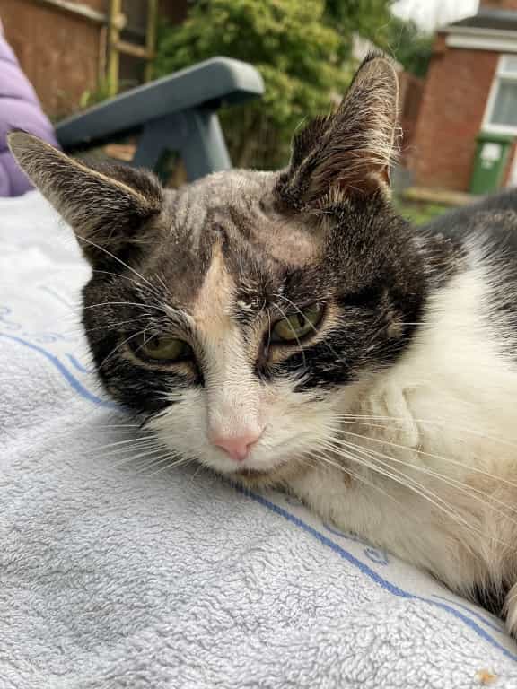 Davies Remove Cat's Brain Tumour In Life-changing Op