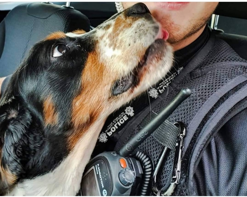 Retired Police Dog Pablo Undergoes Life-saving Cancer Surgery At Dick White Referrals