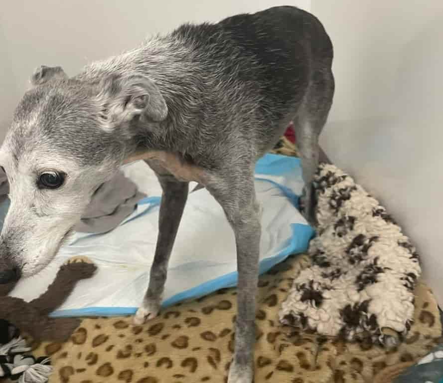 Beloved Pet Back On All Paws Thanks To Essex Animal Hospital