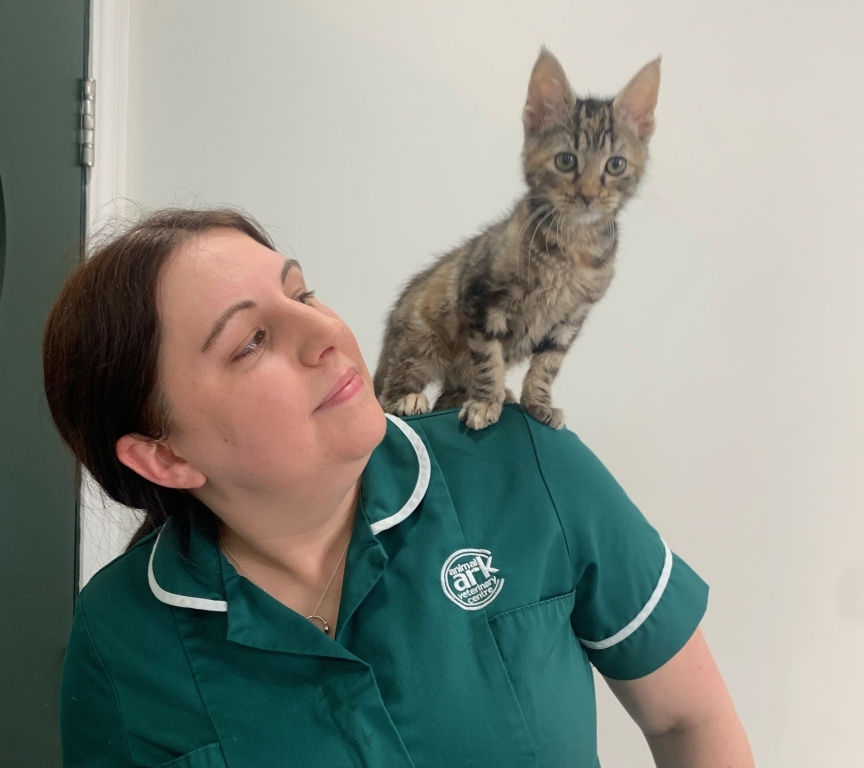 Animal Ark Earns Prestigious Silver Award For Care Of Cats