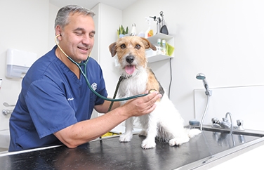 Our Practices - Animal Ark Veterinary Centre