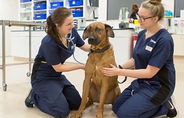 Chapel House Veterinary Practice Chesterfield Gallery Image 3