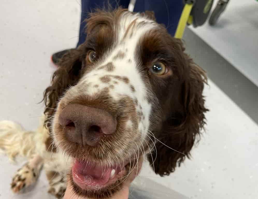 Multidisciplinary Approach Saves Severely Ill Dog With Rare Tetanus Case