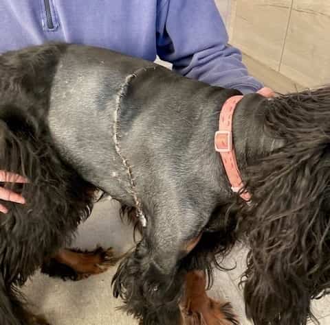 You Butter Believe It! Dog Has Giant 4KG Growth Removed