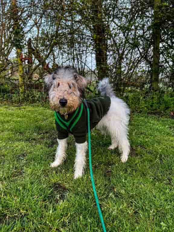 Traumatic Kitchen KO Highlighted Puppy's Spinal Cord Issue