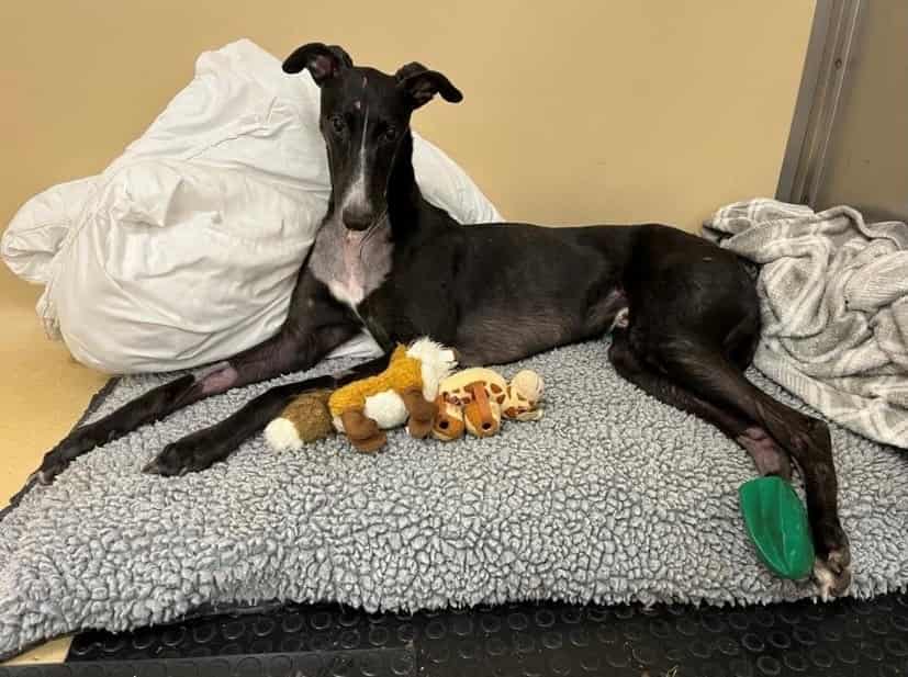 Truly Inspiring Blind Greyhound Makes Full Recovery After Being Paralysed