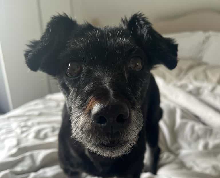 Fatty Lump Was A Mouthful For Ralphe Before Vets Remove Unusual Growth