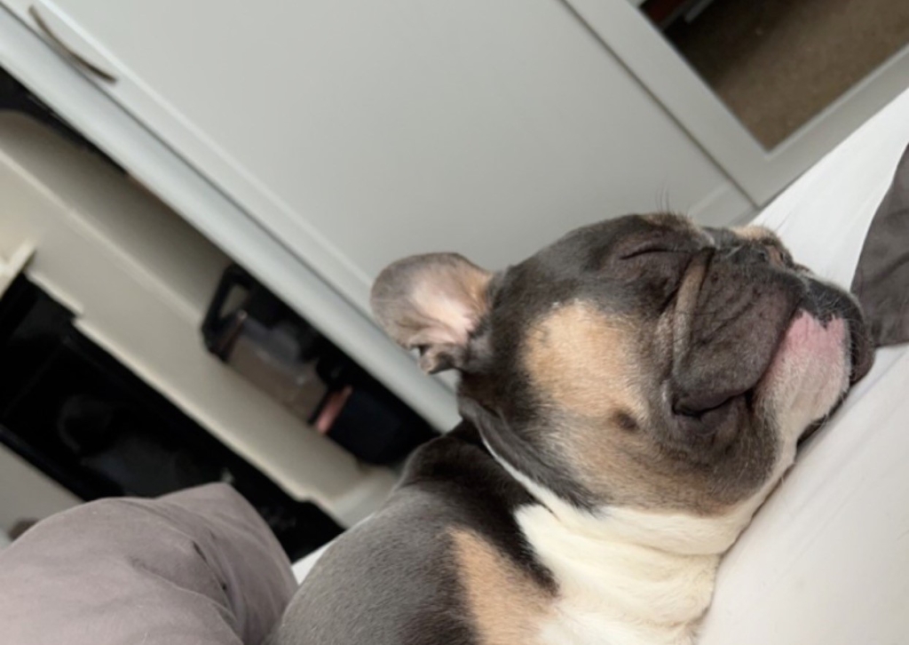 Revolutionary Spinal Surgery Cures Dog With Severe Walking Difficulties