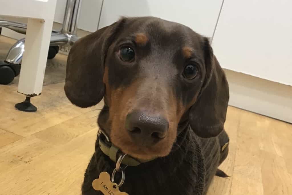 Sweet Rolo Focused On Bright Future After Village Vet Eye Surgery
