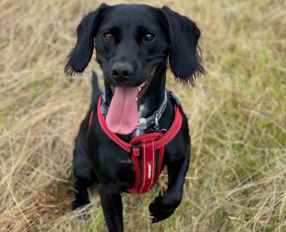 Dog Has Expert Eye Surgery After Painful Game Of Fetch