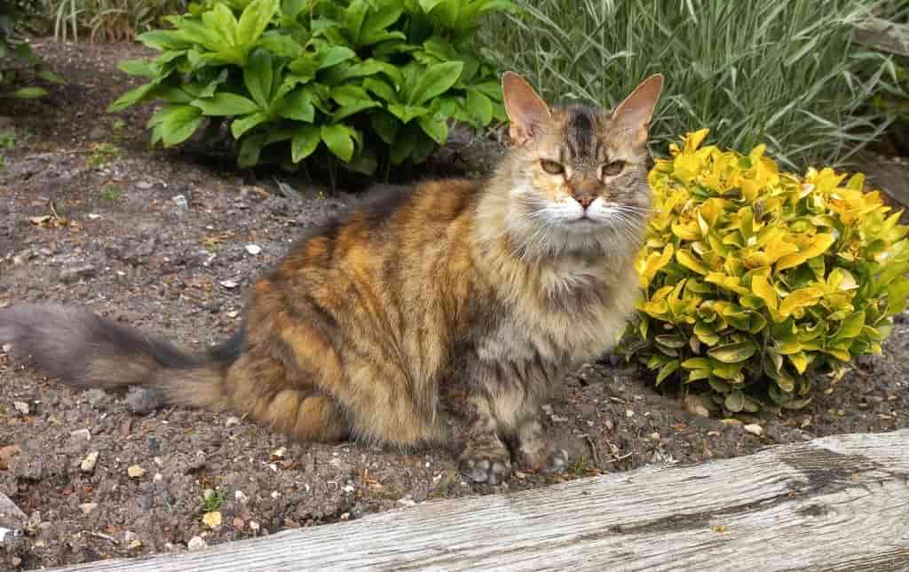 Cat's Purr-fect Again Thanks To Brain Tumour Op At AMVS