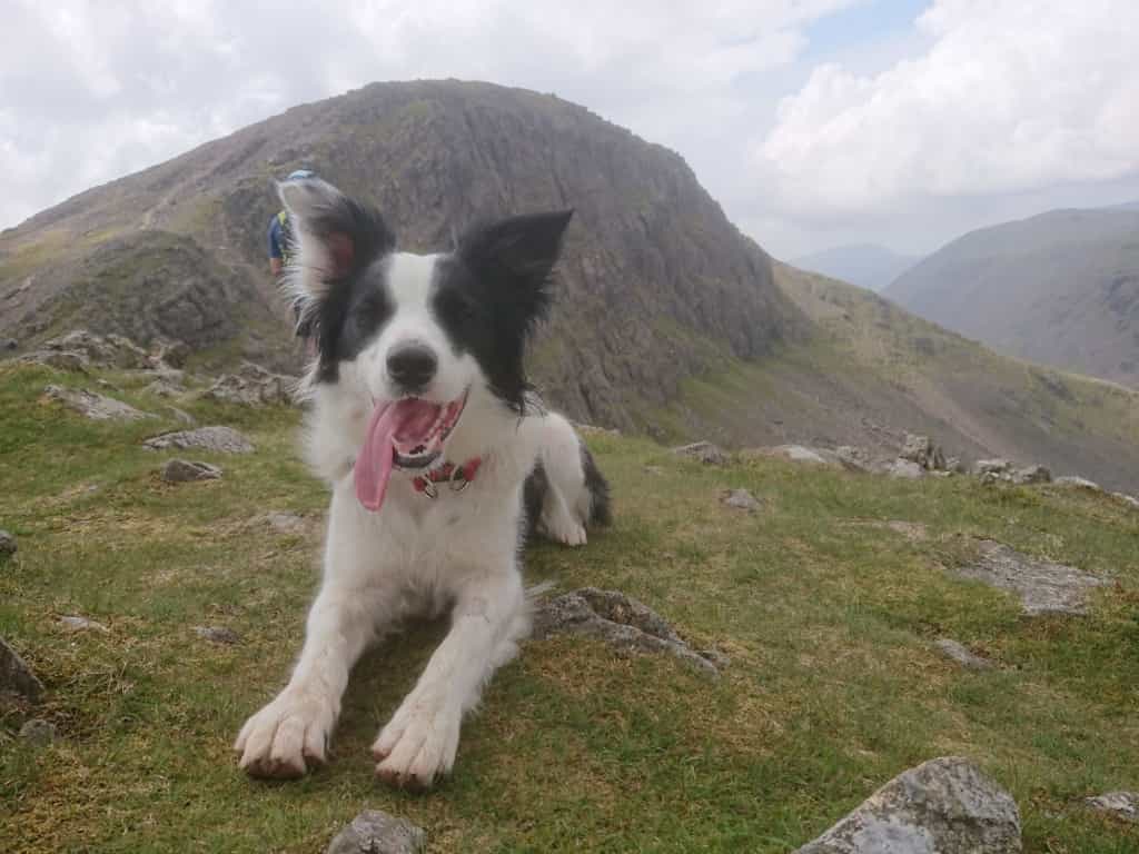 Skye's The Limit After Dog's Lifesaving Treatment At Cheshire Animal Hospital