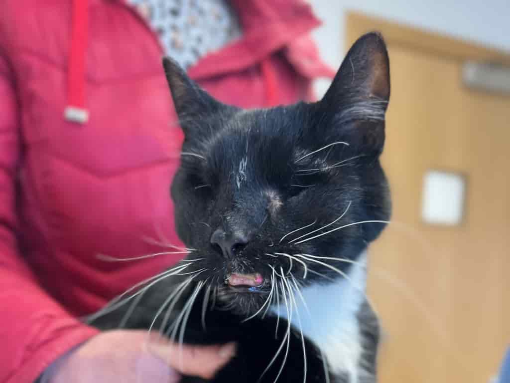 Multi-Disciplinary Approach Saves Cat Seriously Injured In RTA
