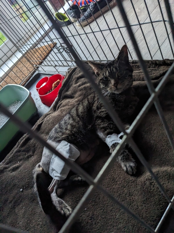 Rescue Cat Star Is Over The Moon Following Rare Double Knee Surgery