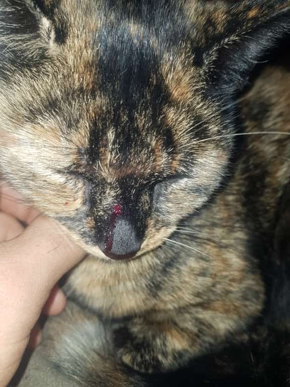 Shot Cat Treated After Having Pellet In Head For Two Years