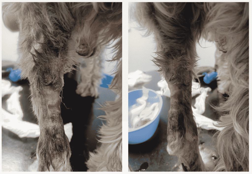 Calder Uses Pioneering Procedure To Heal Dog's Wound