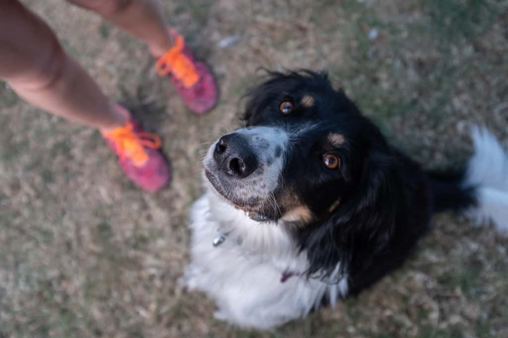Game, Set And Snatch For Dog Who Loves To Swallow Tennis Balls