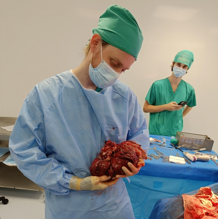 Paragon Vets Successfully Remove Vast 5kg Tumour From Abdomen Of Dalmatian