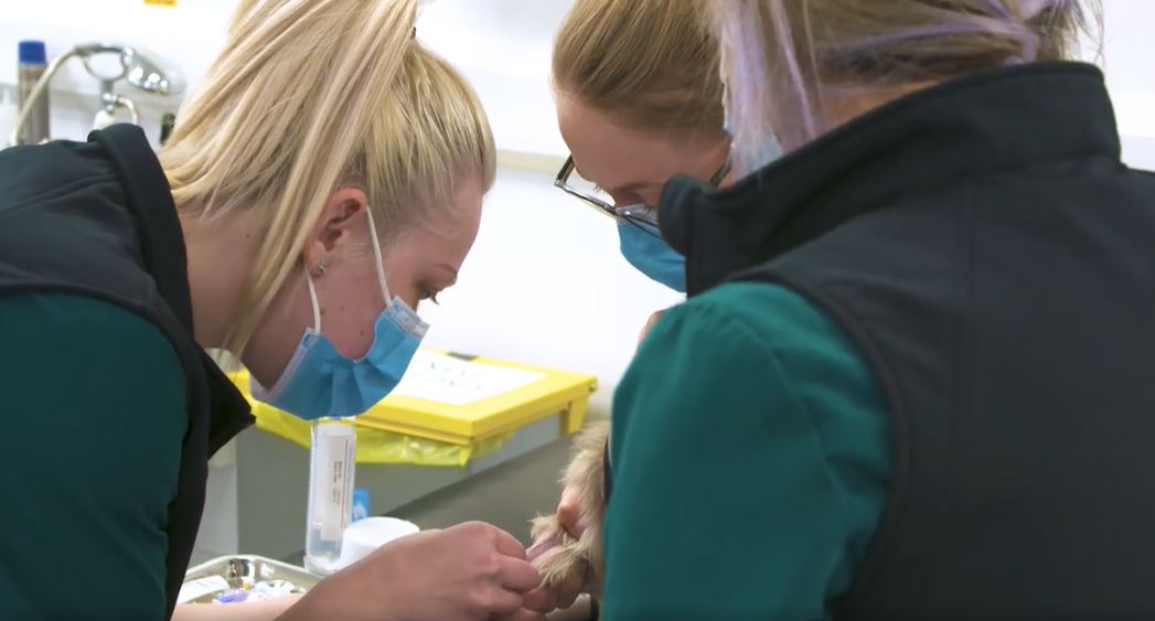 Linnaeus celebrates Veterinary Nursing Awareness Month with new film