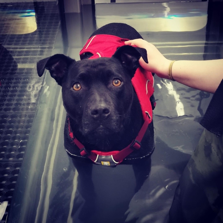 Staffy Cassie Enjoying New Lease Of Life Thanks To Greenside