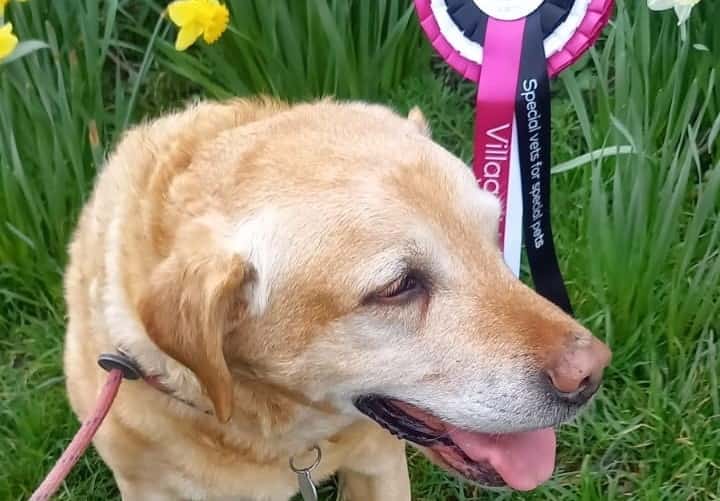 Veterinary Team's Bloomin' Good Effort For Worthy Cause