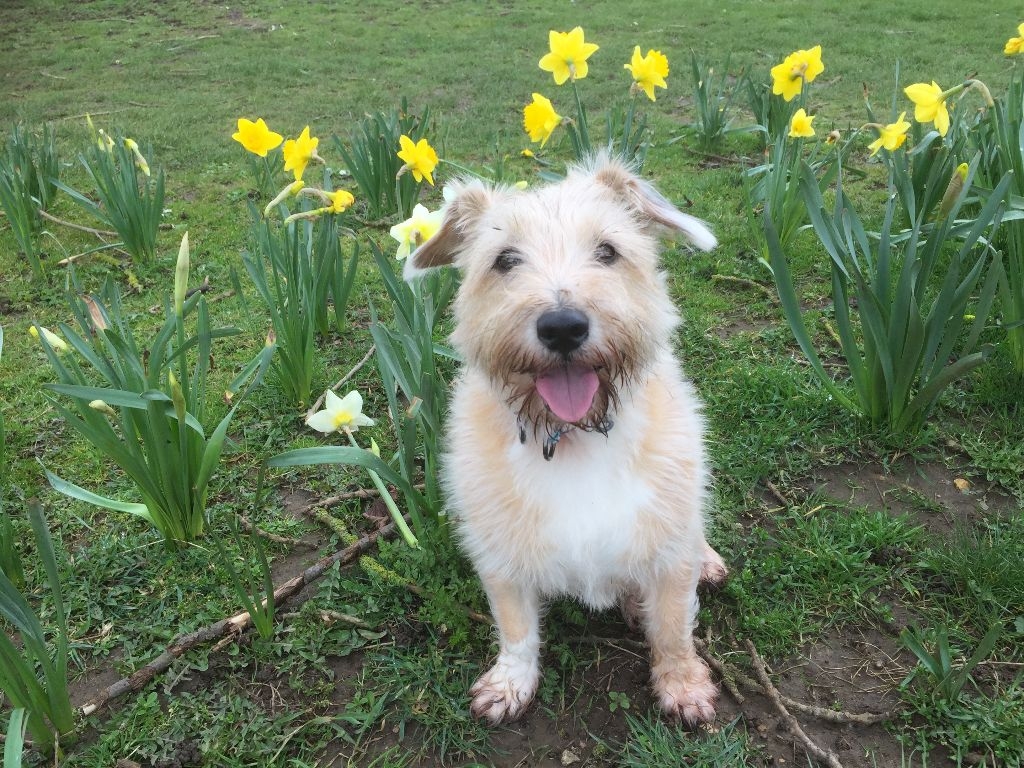CiCi The Dog Overcomes Challenging Case Of Severe Generalised Tetanus