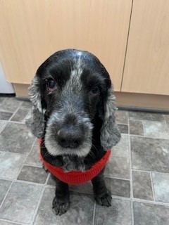 Bittersweet Tribute To Cheshire Vet Who Gave Beloved Pet Gift Of Sight
