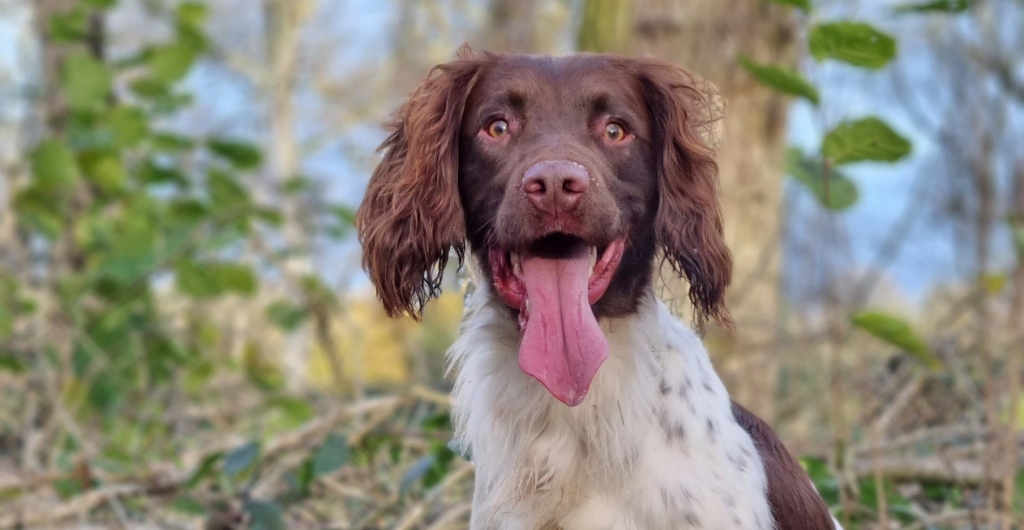 Vets Save The Life Of Brian After Tetanus Attack