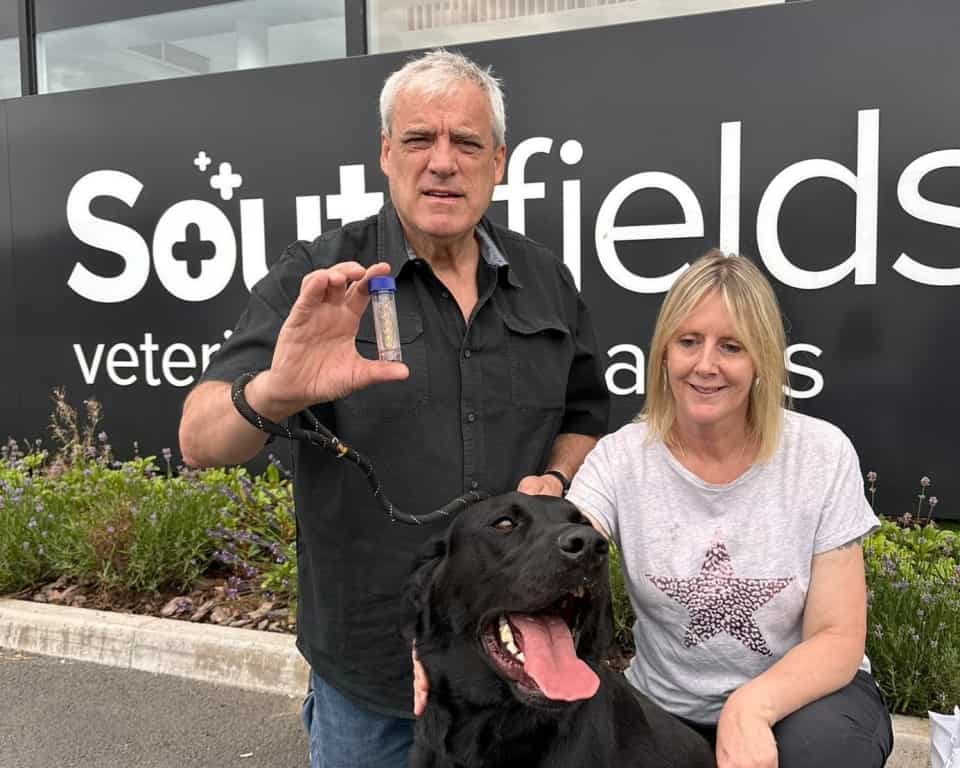 Essex Vets Remove Entire Lung Lobe To Save Dog Who Inhaled Wheat