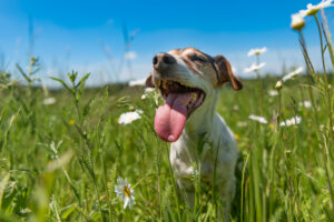 little dog sits in a blooming meadow in spring. Jack Russell Terrier dog11 years old