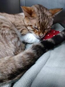 Davies keeps cats comfy with handmade cat pillows - Vet News