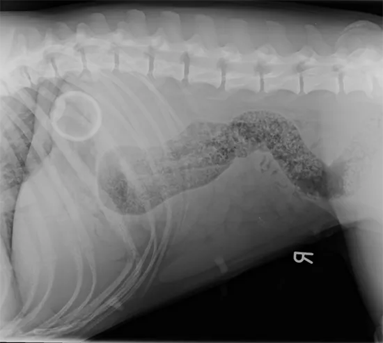 Ace Result As Boxer Bonnie Bounces Back From Tennis Ball Scare