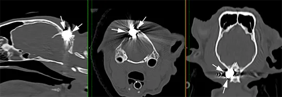 Cat With A Gun Pellet In His Head Saved By Davies Neurology Team
