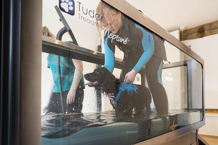 Water way for Surrey vets to aid pet recoveries - Oak Barn Wellness Centre