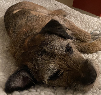 Leadon Vale pinpoints perfect alternative treatment offerings