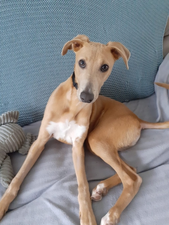 Coco's New Life Thanks To My Vet's Bernie