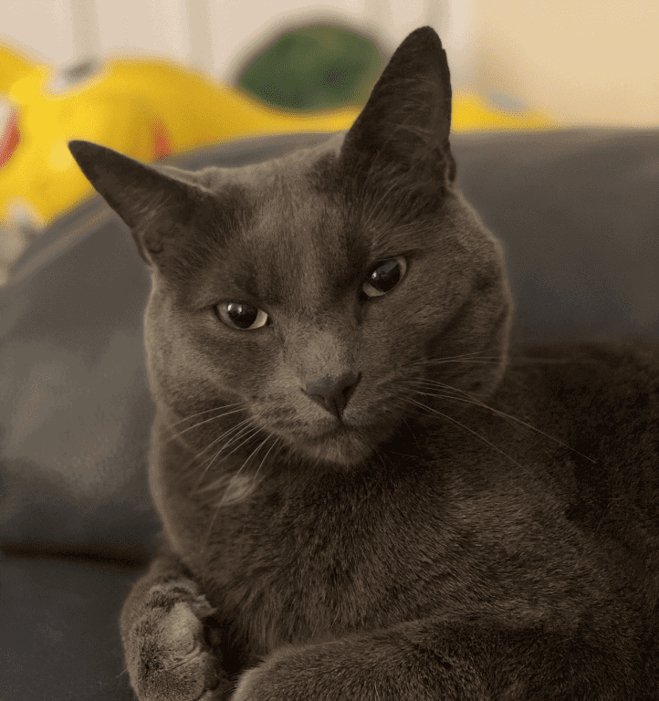 Cat's Extreme Kidney Complaint Cured By Maven Vets