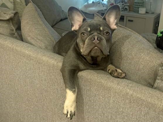 Cave Veterinary Specialists' life-saving care a puppy struck by salmonella and septicaemia