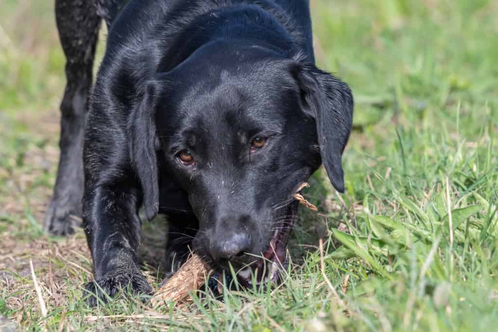 Cheshire Vets Issue Warning After Saving Labrador With Stick Lodged In Throat